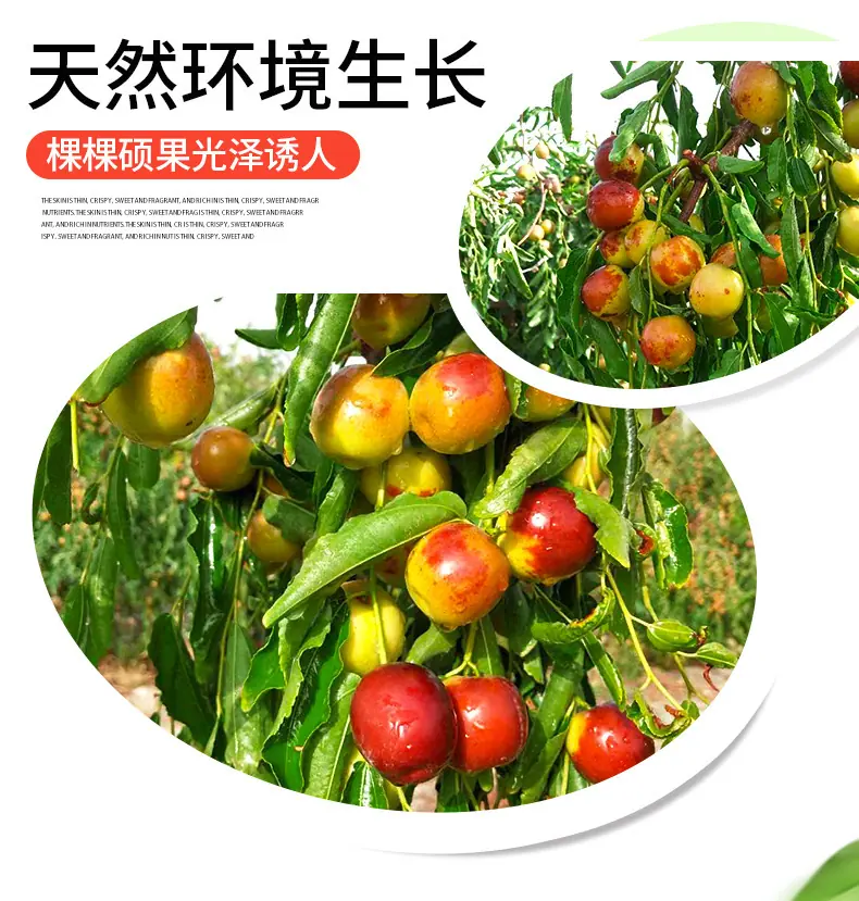 陕西大荔冬枣详情图4