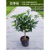 Un retoño de osmanthus, grandes flores de osmanthus de cuatro estaciones, elixir dorado del alto poste nativo del patio de agosto, pabellón Tianxiang Shen