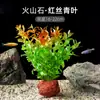 Plantas de Acuario, Decoraciones de Paisajismo con Césped Real, Plantas Aptas para Principiantes, Crisantemo Verde Ciempiés, Plantas de Sombra, Piedra Volcánica, Plantas Verdes Purificadoras de Agua