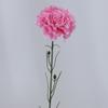 Clavel Artificial de Tallo Único Regalo del Día de la Madre Flor Conservada Clavel Comercio Exterior Flor Artificial al por Mayor