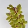 Orquídeas Cymbidium de seis cabezas impresas en 3D Flores artificiales para decoración de escena de boda, Flores falsas para decoración de sala de estar, mesa de comedor y arreglo floral