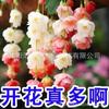 Compra de Comercio Electrónico-Semillas de Flor de Begonia Colgante Transfronteriza Planta Trepadora Fácil de Cultivar en Todas las Estaciones, Siembra y Floración