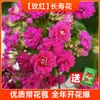 Colección de Plántulas de Flores Grandes Cuatro Estaciones Flores Preciosas Resistentes al Frío Kalanchoe de Doble Pétalo Planta en Maceta Capullos de Flores Abren Cambian de Color Dragón Otro