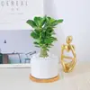 Planta em vaso Rosa do Deserto, pequeno bonsai de planta verde para mesa, fácil de manter o ano todo, planta suculenta com pétalas duplas para visualização ornamental