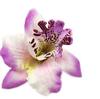 Grampo de Cabelo de Flor de Orquídea Tailandesa Havaiana para Sessão de Fotos à Beira-Mar Acessórios de Cabelo Boêmios de Feriado para Meninas