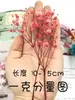 Pacote de Material DIY Flor Eterna 1g Gradiente Cabeça Grande Mosquitinho Estrela Milionária Buquê de Flores Secas Flor Eterna Flor Real
