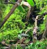 Musgo de cabelo branco fresco, musgo cinza pequeno, musgo verde, musgo verde aveludado curto, musgo de penas grande, musgo de chuva, musgo estrela, jarra de água e terra, jarra de floresta tropical