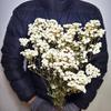 Gipsofila Eterna DIY Dia dos Namorados Festival Qixi Flores Secas Buquê de Celebridade da Internet Fabricante de Yunnan Entrega Direta Atacado Seco ao Ar