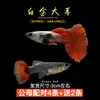 Guppies de Raça Pura, Peixes Ornamentais de Água Doce Pequenos, Peixes Tropicais Fáceis de Criar, Peixes Vivos, Peixes Limpadores, Kinguios Zebra, Peixes Pequenos, Alevinos