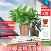 Rábano Verde Planta de Interior en Maceta Flor Planta Verde Hidropónica Larga Enredadera Colgante Hoja Grande Rábano Verde Fácil de Mantener Uso en Casa Nueva