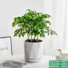 La Planta en Maceta Árbol de la Felicidad es Fácil de Mantener en la Oficina, una Planta Verde para Escritorios que es de Hoja Perenne Todo el Año, Purifica el Aire y Absorbe Formaldehído