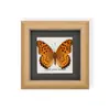 Marco de Espécimen de Mariposa Rara para Exhibición, Regalo o Decoración; Regalo de Madera Único y Versátil