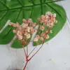 Pacote de Material DIY Flor Eterna 1g Gradiente Cabeça Grande Mosquitinho Estrela Milionária Buquê de Flores Secas Flor Eterna Flor Real