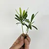 Materiais DIY Paisagem em Miniatura Garrafa Planta Pequena Individual Recipiente de Chuva Paludário Grama de Folha Líquida Pedra de Rega Cenário de Rochas