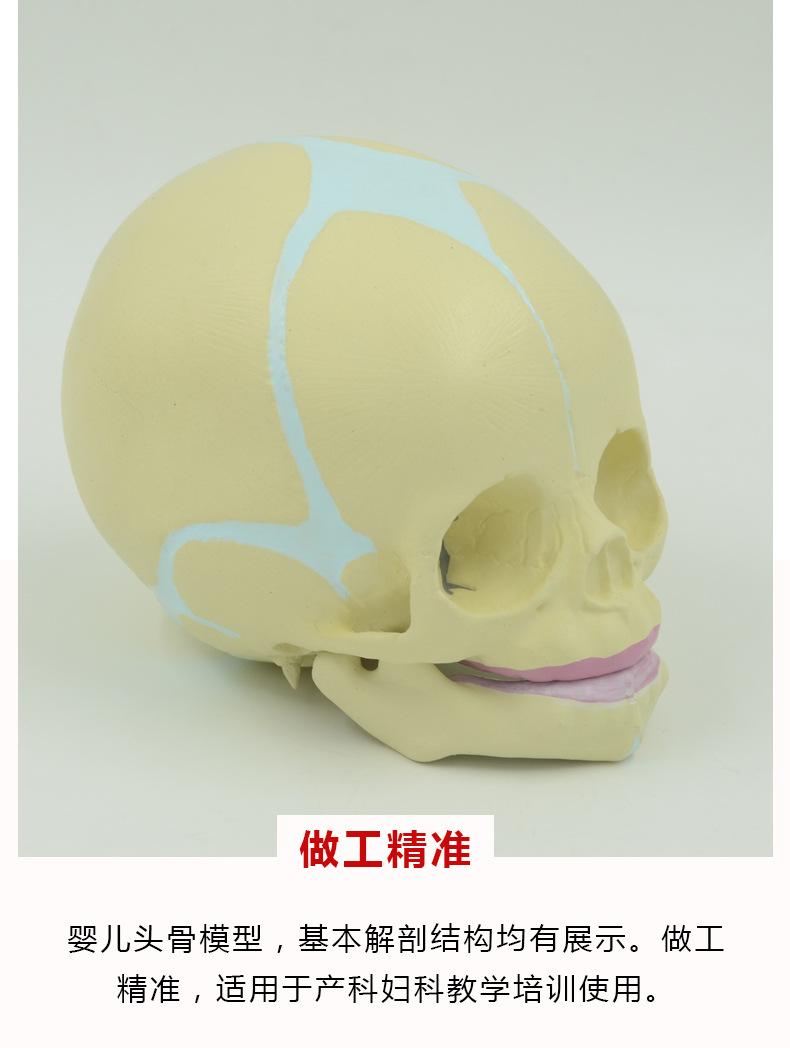 婴儿头骨模型