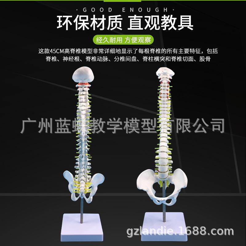 45cm立式脊柱或骨盆-主图2