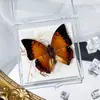 Foto de Espécime de Borboleta Real Porta-Retrato Caixa Transparente Ornamentos Estéreo Presente Ensino de Jardim de Infância Criativo Artesanal Adereços para Fotos