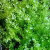 Musgo de cabelo branco fresco, musgo cinza pequeno, musgo verde, musgo verde aveludado curto, musgo de penas grande, musgo de chuva, musgo estrela, jarra de água e terra, jarra de floresta tropical