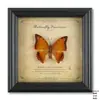 Marco de Fotos de Especímenes de Mariposas Verdaderas Pintura Decorativa de Madera de Alta Gama Decoración del Hogar Marco de Fotos Retro de Estilo Europeo Mesa Regalo de Cumpleaños