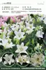 Bulbos de Lírio de Outono de Floração Dupla, Mudas de Flores de Floração Simples, Lírios Perfumados Comprados Diretamente da Holanda, Canhão de Ferro, Plantas de Vaso para Iniciantes do Pátio Karie
