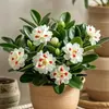 Nueva Planta Verde Flor de Jade de Doble Pétalo Que Florece en Todas las Estaciones, Planta en Maceta Fragante para Purificación del Aire Interior, Aliexpress