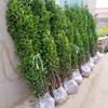 Plantones de Acebo en Envío Directo, Boj de Hokkaido de Hoja Grande, Acebo Francés, Resistente al Frío y a las Heladas, Verde Se Puede Plantar en el Patio