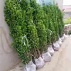 Venta minorista en línea de plantones de acebo, Boj de Hokkaido de hoja grande, Acebo francés, Resistente al frío y a las heladas, Se puede plantar en el jardín