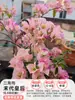 Plántulas de Buganvilia en Maceta con Flores, Plántulas Extra Grandes, Sakura Zhanghong, Interior Balcón, Floración Multitemporada, Enredadera de Alto Nivel