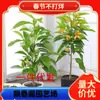 Dropshipping Orquídea blanca Magnolia retoño flor orquídea cuerno amarillo planta balcón interior planta verde fácil de vivir con cuatro brotes