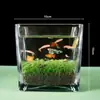 Aquário Ecológico Aquário de Água Grama de Água Micro Paisagem para Folha Ovo de Dragão Vidro Planta Verde diy Pequeno Doméstico Hidropônico Desktop