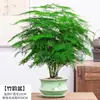 Plantas en Maceta de Helecho Espárrago para Vegetación de Oficina, Plántulas Grandes de Helecho Espárrago para Sala de Estar, Bonsái de Bambú Nube Enano de Alta Gama