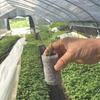 Máquina formadora de bloques nutricionales no tejidos de base ligera, máquina para fabricar recipientes y bolsas de malla, máquina para briquetar plántulas de flores y vegetales.