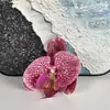 Flor de Falenopsis Roja de Red Impresión 3D Película Simulación diy Tarjeta para el Cabello Flor Decorativa 9cm Regalo Hecho a Mano Caja de Dulces