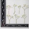 Gypsophila mayoreo flor seca funda para teléfono móvil diy pegatinas de flor real material de hoja real especímenes de plantas flor seca