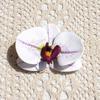 Flor Artificial Eva Borboleta Orquídea Cabeça Impressa em 3D (ampla) para Lembrancinhas, Acessórios de Cabelo, Decoração de Roupas, Casamento Exquisito