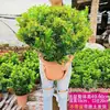 Planta de Gardênia Milanês em Vaso Grande, Fácil de Cuidar, Planta de Jardim Perfumada, Planta Verde com Fragrância Forte, Floresce com Botões de Flor