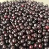 Sementes Naturais Soltas de Bodhi, Contas de Raiz de Bodhi Envelhecidas para Artesanato, Contas de Oração Budista Feitas à Mão DIY, Materiais para Enfiamento e Manuseio de Contas