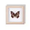 Especimen de Mariposa Real Pintura Decorativa Colgante Adorno de Insecto con Ojos Azules, Marco de Madera Maciza, Regalo para Mejor Amigo, Recuerdo Único