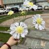 Nueva simulación margarita amarilla fábrica de comercio exterior 6 ruedas pico crisantemo boda hogar suave belleza Chen flores falsas al por mayor