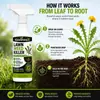 Spray KineShineX para Eliminar Malezas del Césped - Agente de Tratamiento para Malezas de Hoja Ancha en Jardines y Patios con Pulverizador Manual de Precisión