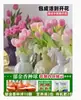 Venta al por mayor de 5 bulbos de tulipán en stock, florecen en todas las estaciones, fáciles de cuidar, adecuados para cultivo hidropónico, de pétalos dobles, para cultivo en tierra o maceta en el balcón