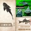 Pez Limpiador de Acuario Peces Vigilantes Peces Tropicales de Agua Dulce Agua Fría Comiendo Excrementos Basura Heces Limpieza Algas Heng Ming