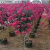 Plántulas de Azufaifo para Patio, Plantas en Maceta Cohete Rojo Americano, Flores para Patio de Villa, Plantas Verdes, Flores de Azufaifo en Maceta para Cuatro Estaciones