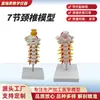 Modelo de columna cervical humana con hueso occipital, tronco encefálico, vértebras cervicales, nervios y arterias vertebrales - un modelo anatómico para la enseñanza y una ayuda didáctica esquelética