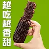 Milho Preto, Milho Doce Glutinoso Fresco, Recém-Colhido, Embalado a Vácuo, Milho Pegajoso Roxo Doce do Nordeste, Palitos Prontos para Comer
