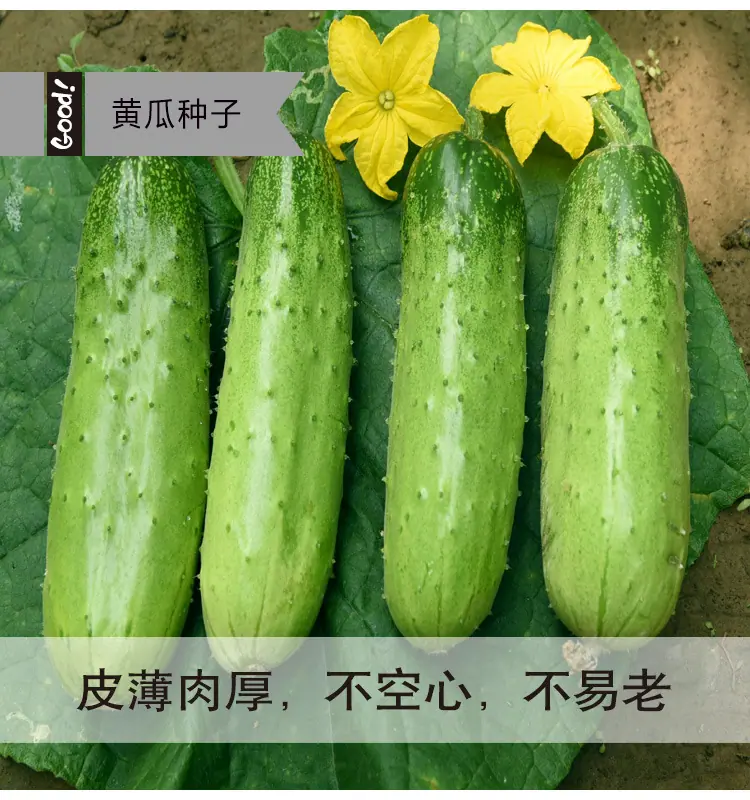 春秋翠水果黄瓜03-6