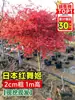 Plantas de bordo vermelho japonês para dropshipping, bonsai de folha de bordo 'Princesa da Dança Vermelha das Quatro Estações' para exterior, plantas em vaso para paisagismo de jardim