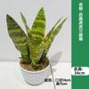 Orquídea Tigre Simulada en Maceta Orquídea Tigre Artificial Planta Artificial Cruce de Orquídea Tigre Planta Verde Simulada