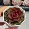Suculentas de cor vermelha, grandes e fáceis de cuidar, novo produto para iniciantes, plantas de interior em vasos, plantas pequenas em vasos, variedades raras e valiosas