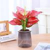 [Compre três e leve um grátis] Árvore de dinheiro em vaso preguiçoso Jiuli Xiang, bambu rico em diamantes, planta verde de coco, planta em vaso